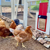 🎉LAST DAY 49% OFF🎉 --Automatic Chicken Coop Door